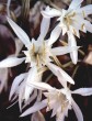 Lilium pancratium maritimum